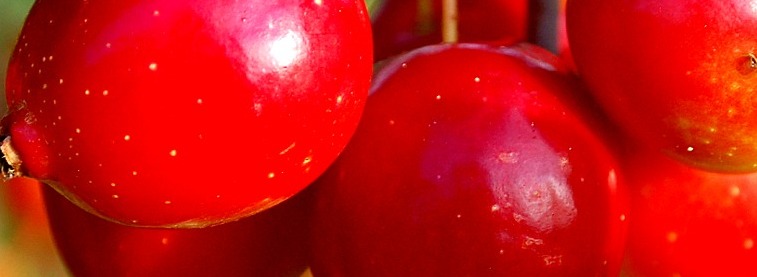 яблочная диета минус 7 килограмм